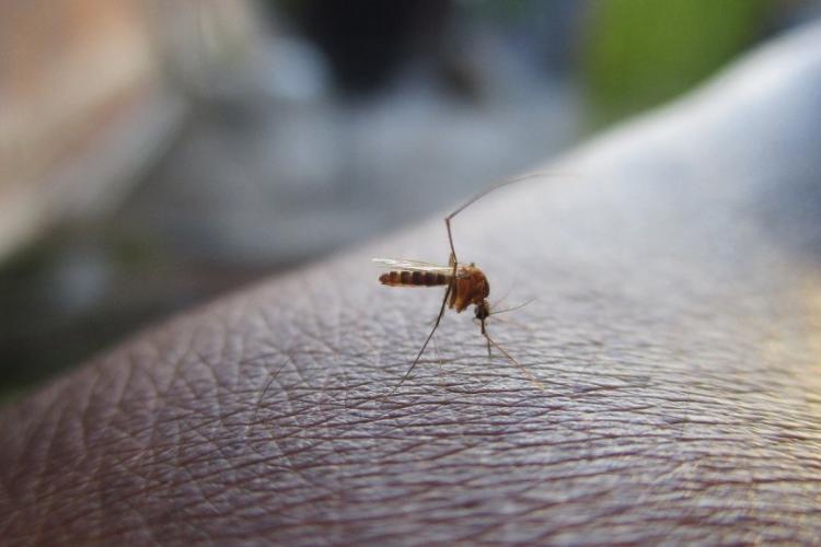 Zdjęcie komara na ludzkiej skórze